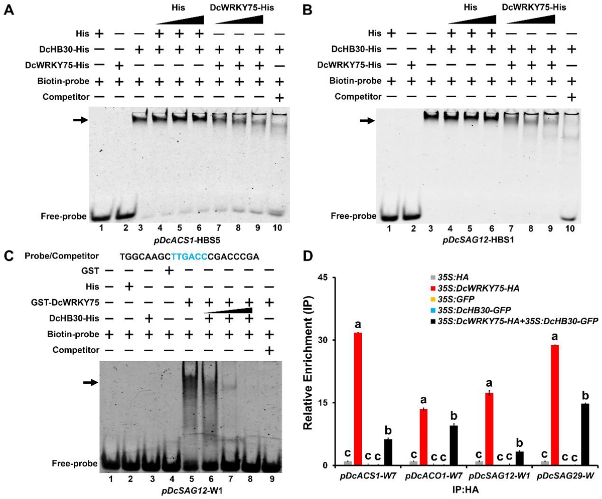 图3. DcHB30和DcWRKY75拮抗彼此对下游共同靶基因启动子的结合